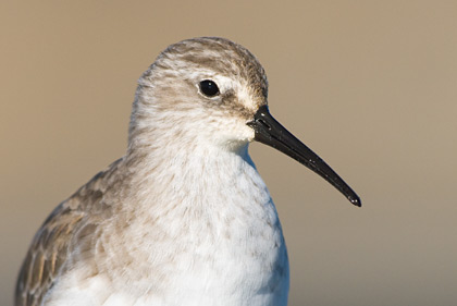 Curlew Sandpiper