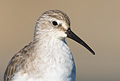Curlew Sandpiper