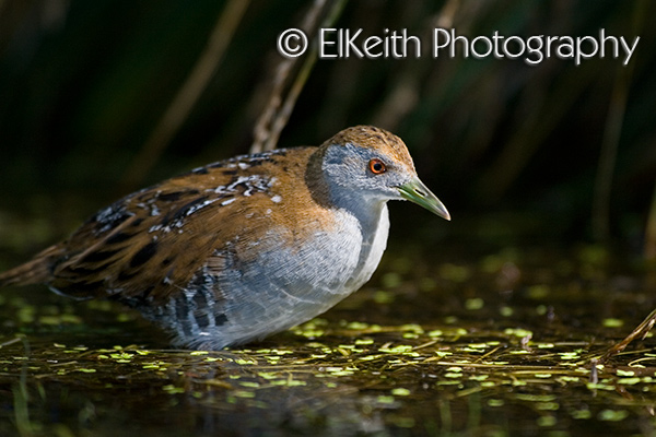 Marsh Crake, Koitareke