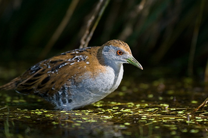Marsh Crake