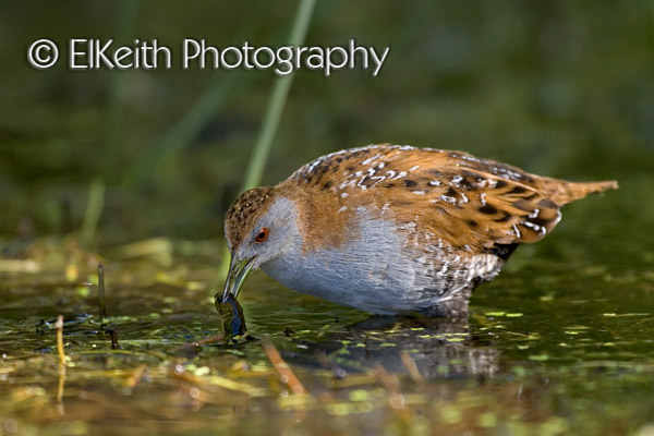 Marsh Crake, Koitareke