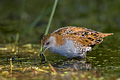 Marsh Crake