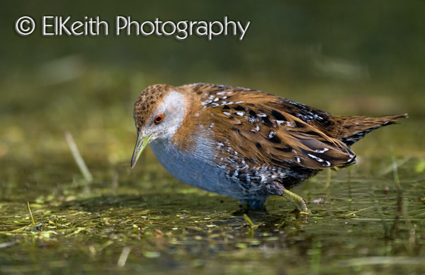 Marsh Crake, Koitareke