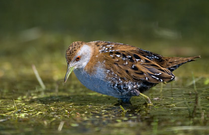 Marsh Crake