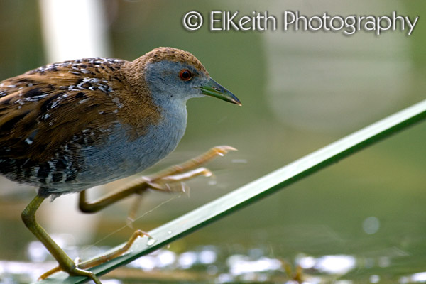 Marsh Crake, Koitareke