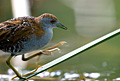 Marsh Crake