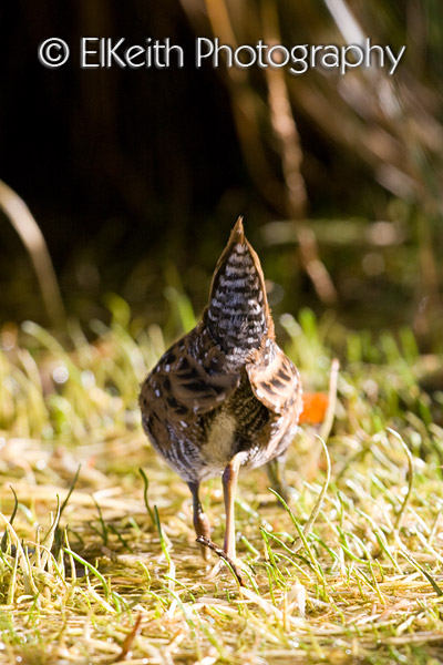 Marsh Crake, Koitareke