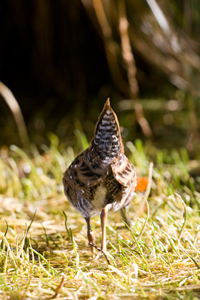 Marsh Crake