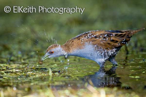 Marsh Crake, Koitareke