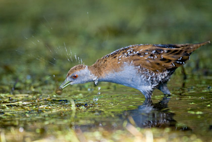 Marsh Crake