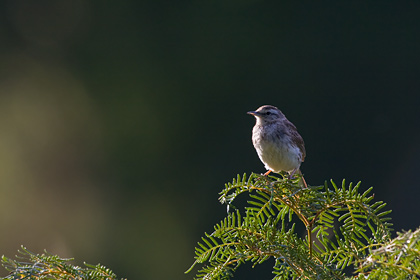 New Zealand Pipit
