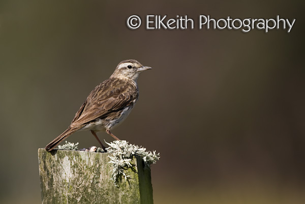 New Zealand Pipit, Pihoihoi