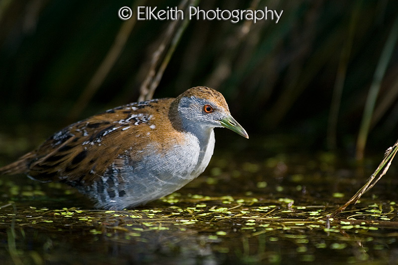 Marsh Crake, Koitareke
