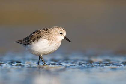 Red-Necked Stint