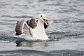 Southern Royal Albatross