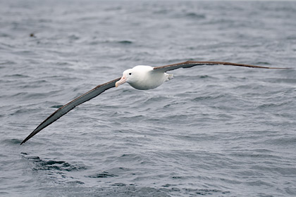 Southern Royal Albatross