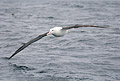 Southern Royal Albatross