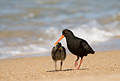 Variable Oystercatcher