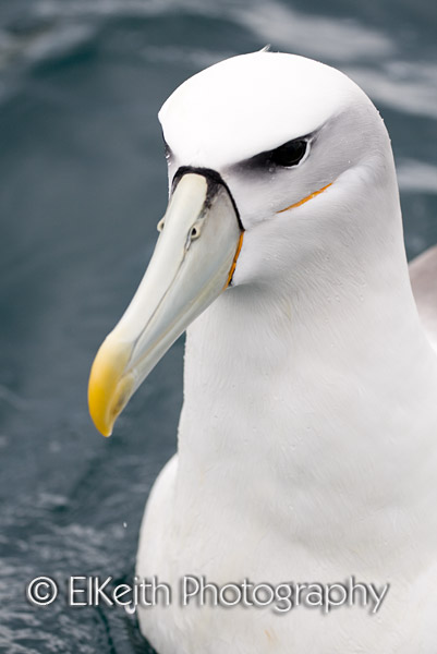 White-capped Mollymork