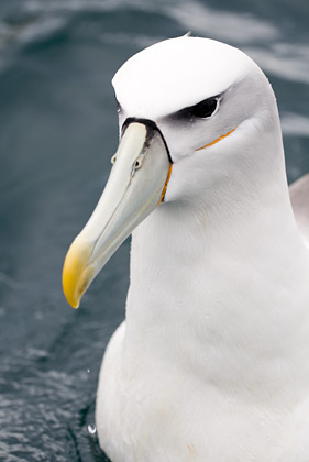 White-Capped Mollymork