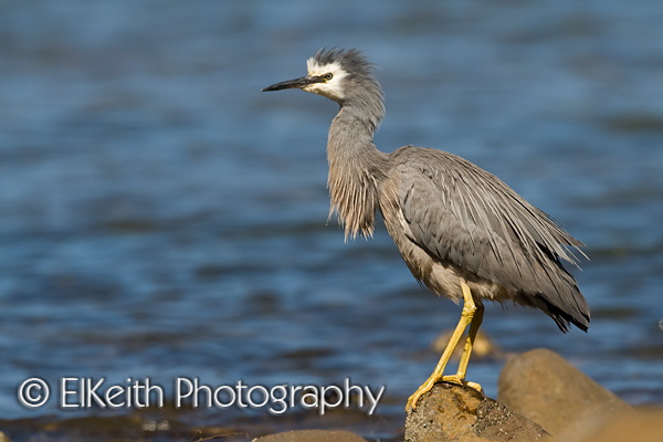 White-faced Heron, Kotuku