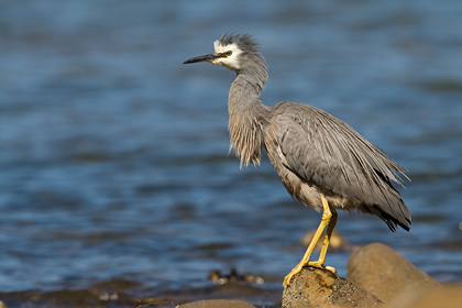 White Faced Heron