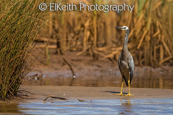 White-faced Heron