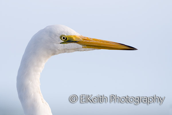 White Heron, Kotuku