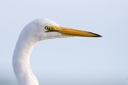 White Heron