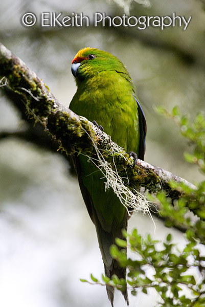 Yellow-crowned Parakeet, Kakariki