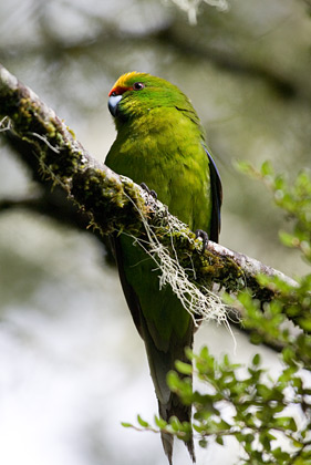 Yellow-Crowned Parakeet