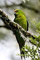 Yellow-crowned Parakeet