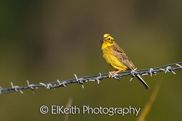 Yellowhammer