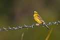 Yellowhammer