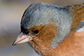 Male Chaffinch