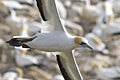 Australasian Gannet