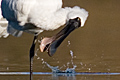 Royal Spoonbill feeding