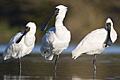 Royal Spoonbill Family